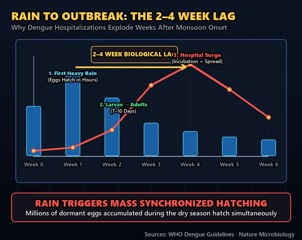Diagram GeeGit: When the dry season ends and monsoon rains hit, dengue fever cases don't just climb: they explode.